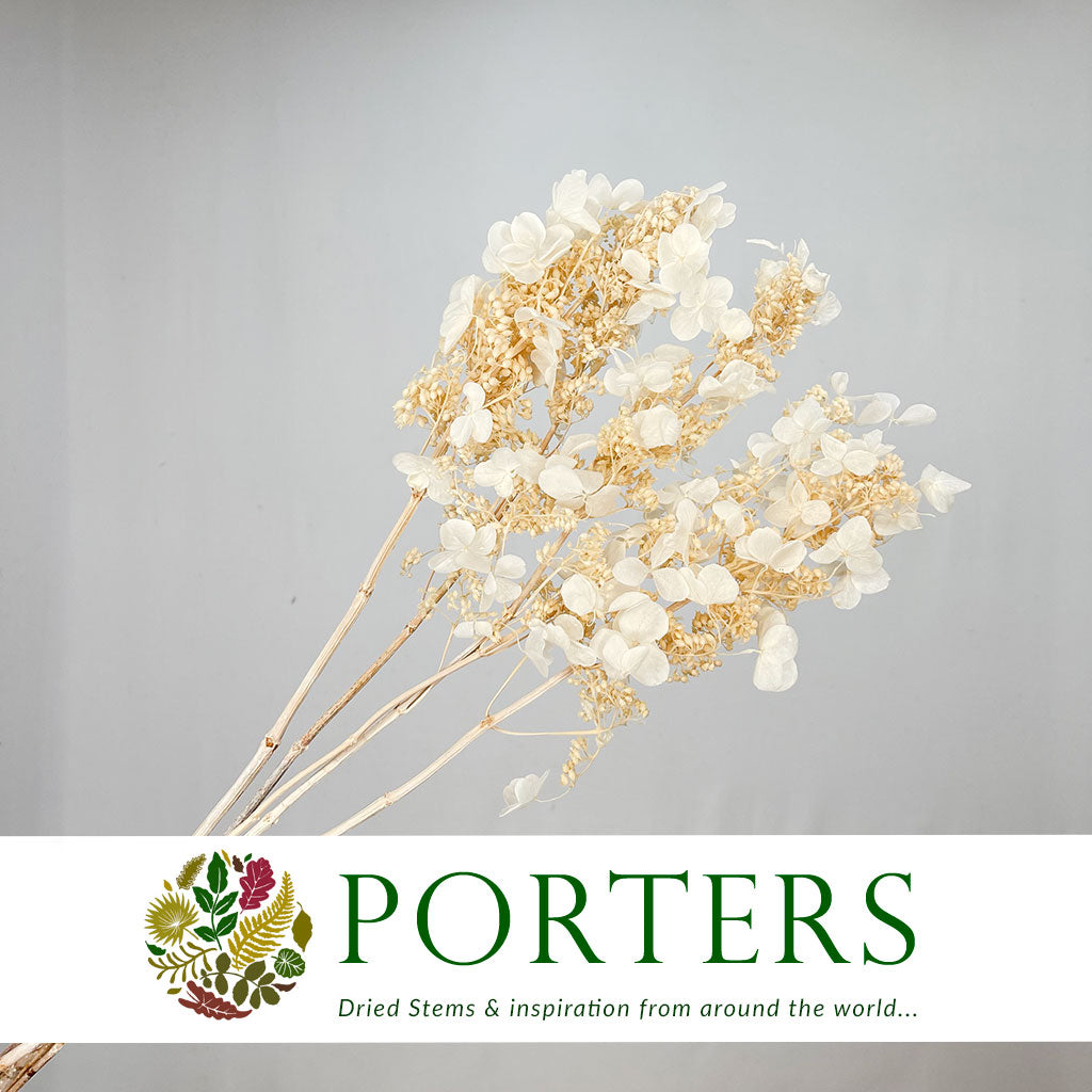 Hydrangea Flower &#39;Noriutsuga&#39; (Small Leaf) (Bleached) (DRY) (x2)