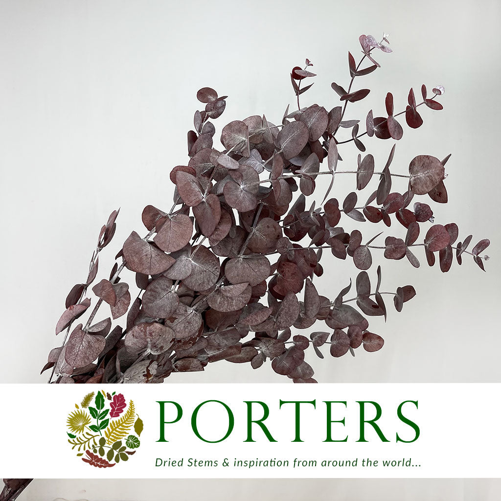 Eucalyptus &#39;Cineria&#39; (Preserved) (Red) (DRY) (150g)