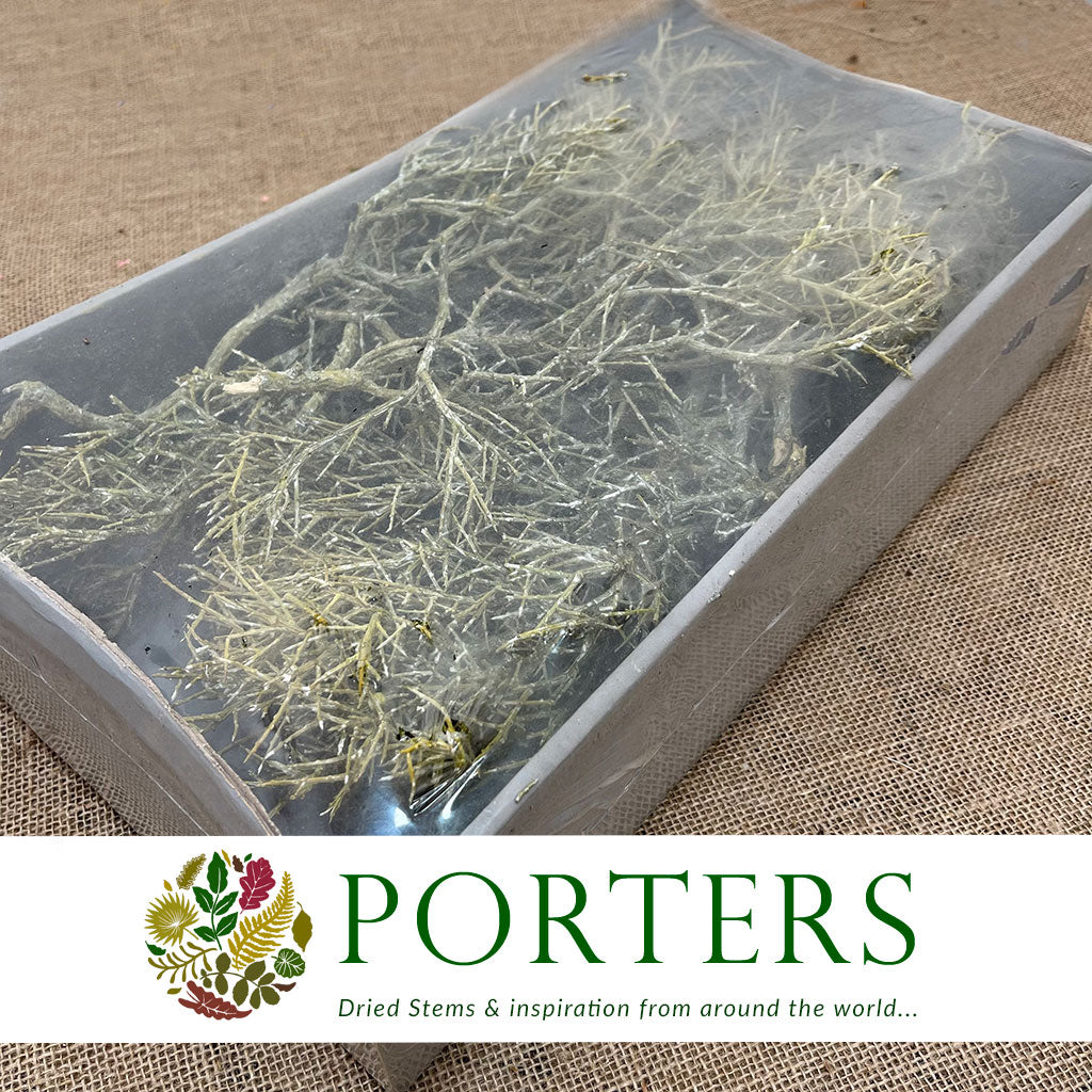 Iron Bush &#39;Natural Green&#39; Box (DRY) (750g)