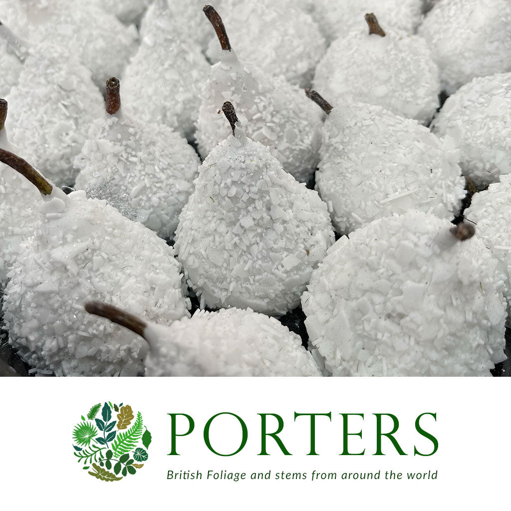 Waxed &#39;Pears&#39; (Snow) (x39)