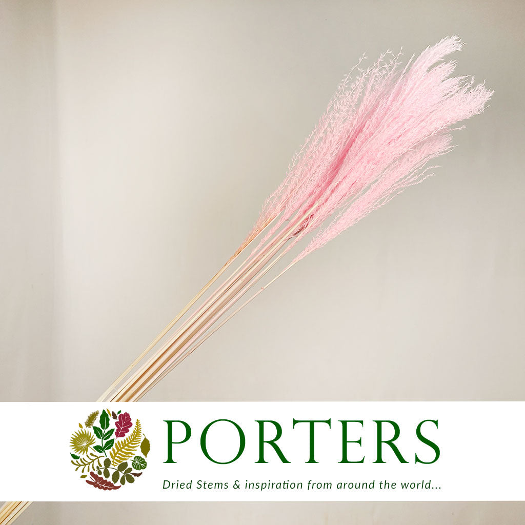 Grass &#39;Miscanthus&#39; (Light Pink) (Bleached) (DRY) 75cm (x10)