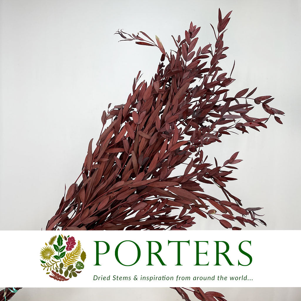 Eucalyptus &#39;Parvifolia&#39; (Preserved) (Red) (DRY)