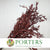 Eucalyptus 'Parvifolia' (Preserved) (Red) (DRY)