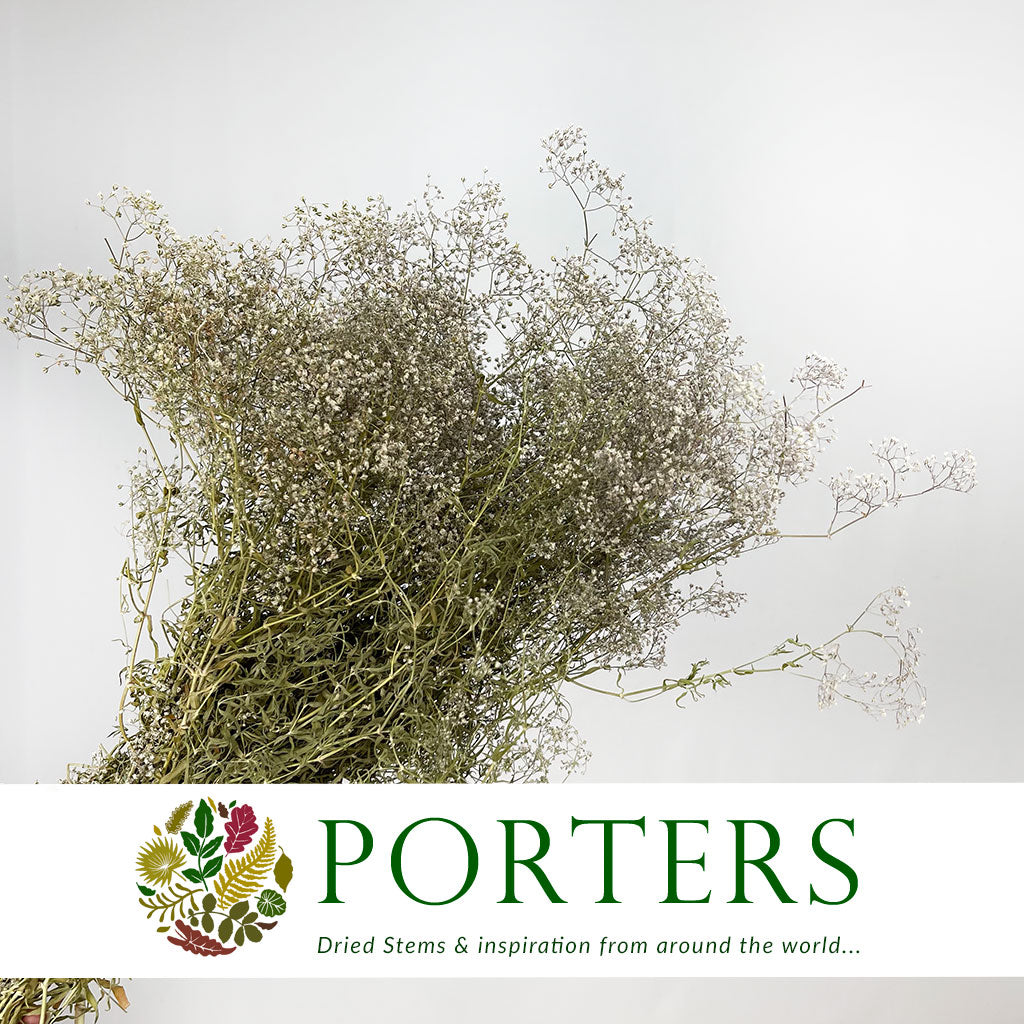 Gypsophila (Natural) DRY (Short)
