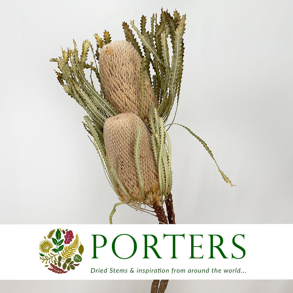 Protea &#39;Banksia&#39; (Prionote) DRY (x2)