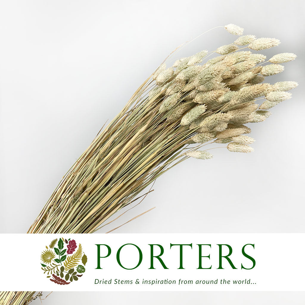 Grass &#39;Phalaris&#39; (Natural) (DRY) 60cm