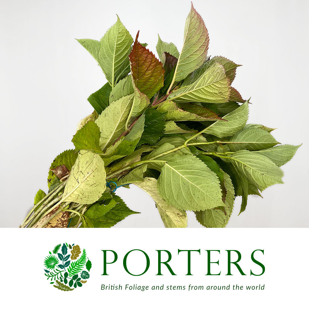 Hydrangea Foliage small bunch (English)