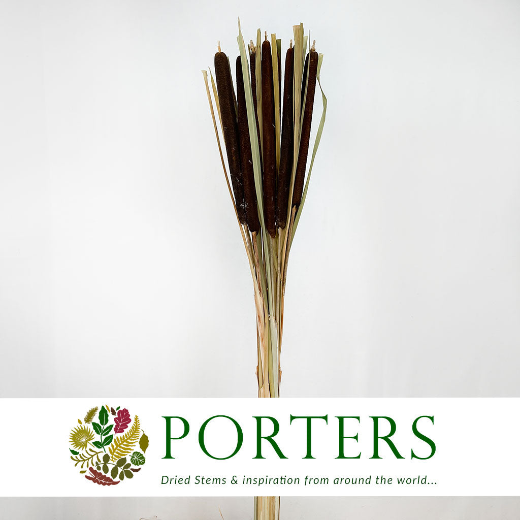 Grass &#39;Typha&#39; (Bull Rush) (DRY) (Natural) 110cm (x10)