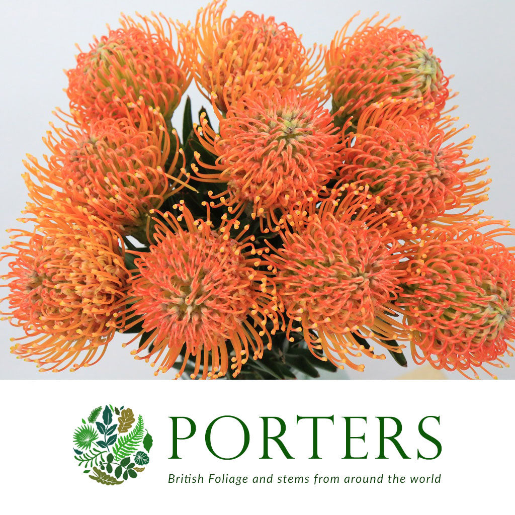 Pincushion Protea 'Nikki Umali' 40cm (x5)