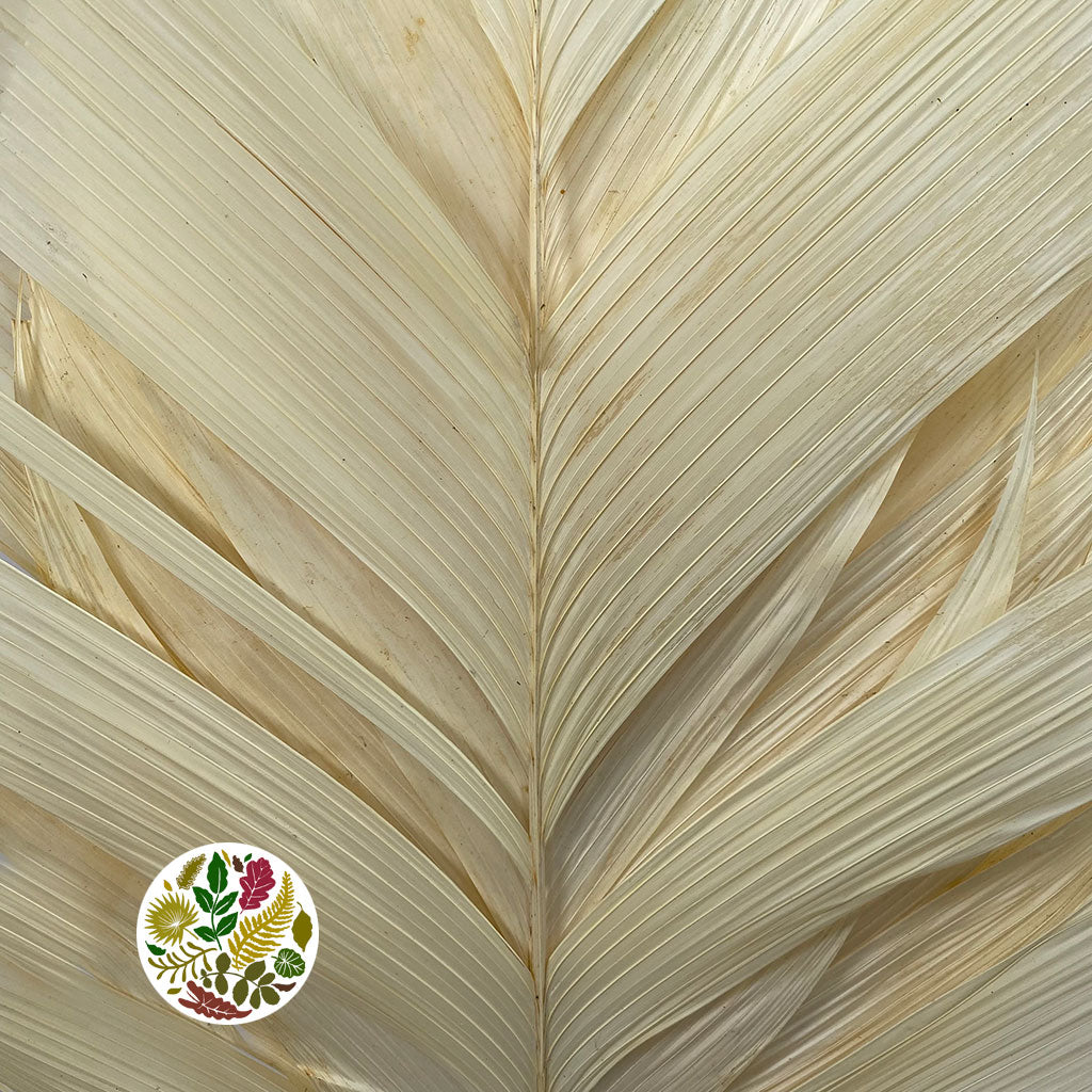 Aricana &#39;Leaves&#39; (Bleached) DRY 100cm (x10)