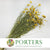 Lonas 'Flower' (Natural Yellow) (DRY)