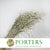Grass 'Oats' (Avena) (Frosted White) (DRY)