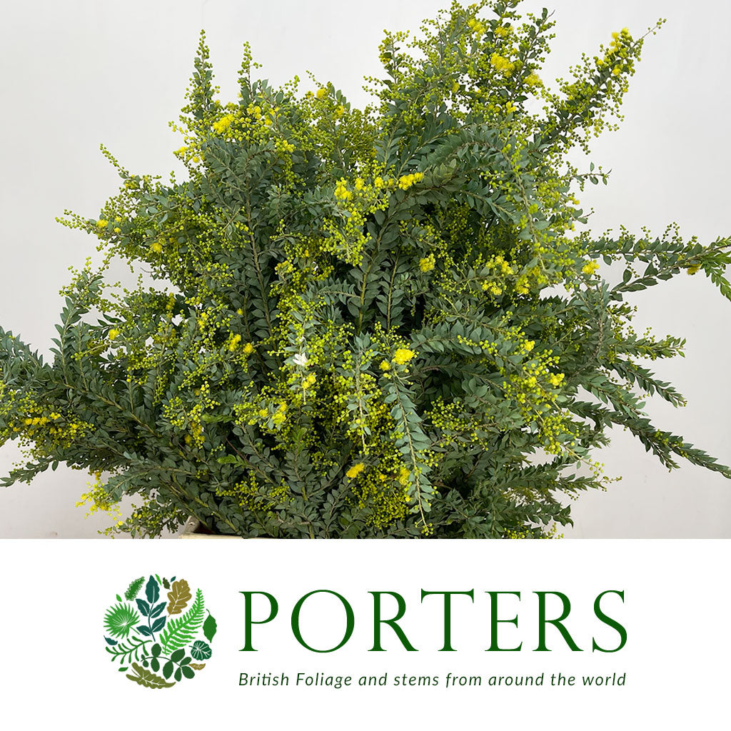 Mimosa &#39;St.Helena&#39; (300g)