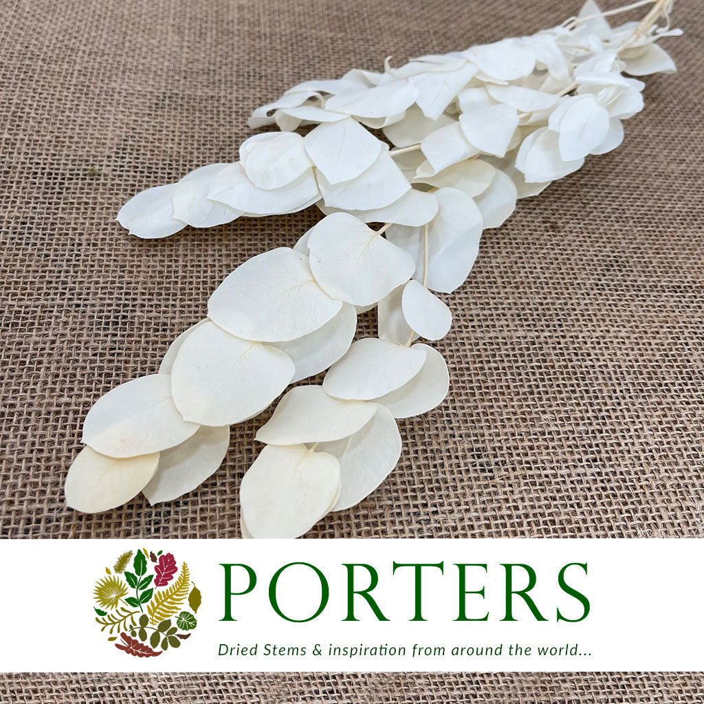Eucalyptus &#39;Populus&#39; (Bleached) 70cm (x5)