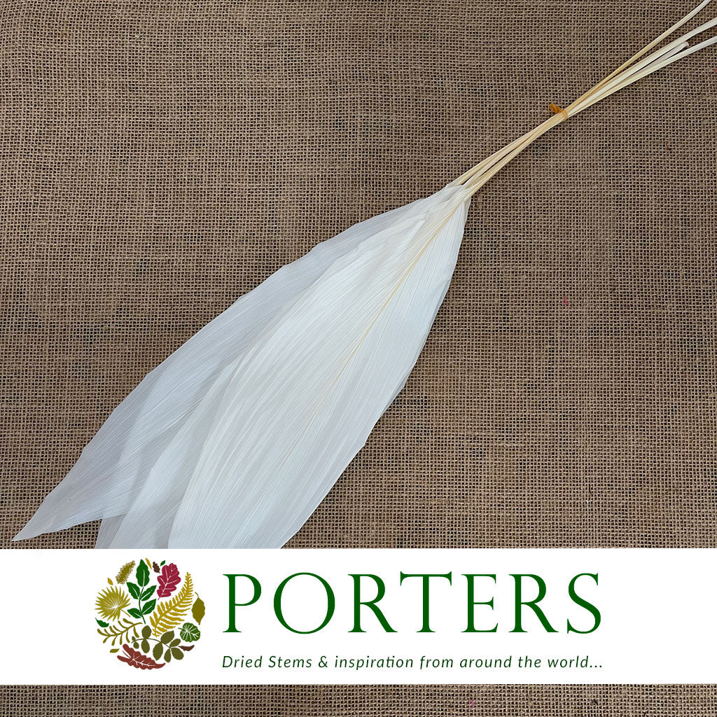 Aspidistra (Bleached) 70cm (x5)