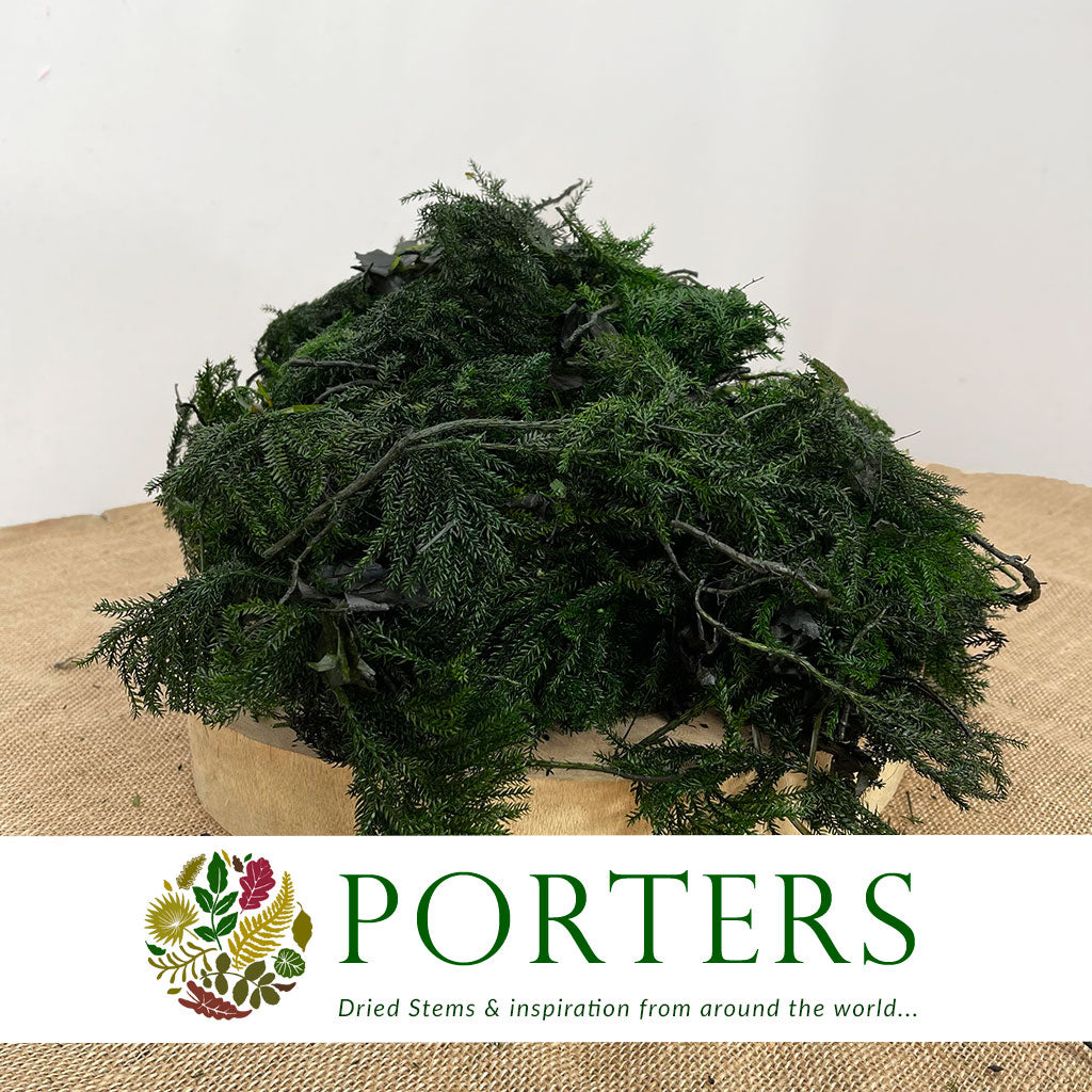 Moss &#39;Erica&#39; (Green) (DRY) (500g)