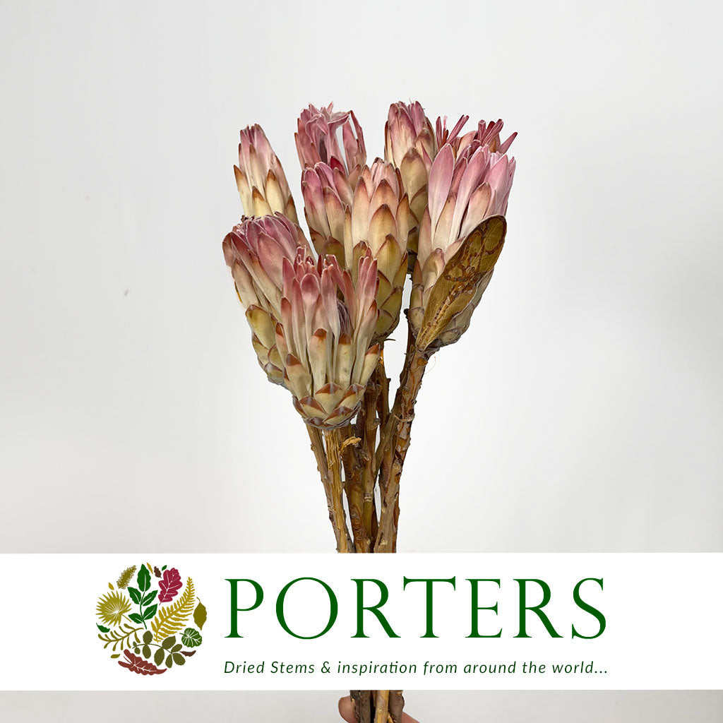 Protea &#39;Compacta Flower&#39; (DRY) (x10)