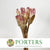 Protea 'Compacta Flower' (DRY) (x10)