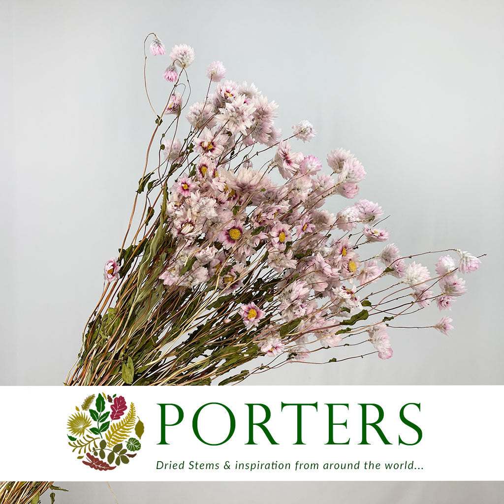 Acroclinium/Rhodante &#39;Flower&#39; (Pink) (DRY)