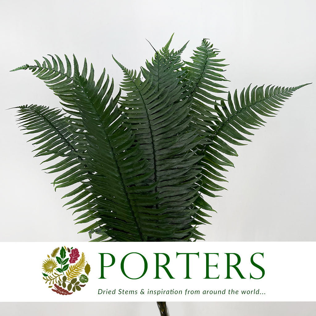 Fern &#39;Sworn Fern&#39; (Preserved) (Green) (x10)
