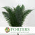 Fern 'Sworn Fern' (Preserved) (Green) (x10)