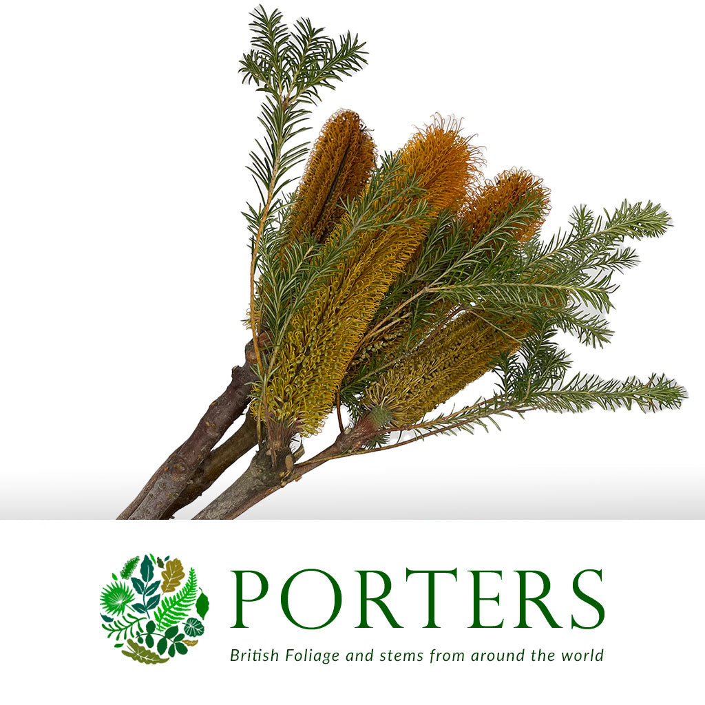 Protea &#39;Banksia&#39; (Ericifolia) 40cm (Per Stem)
