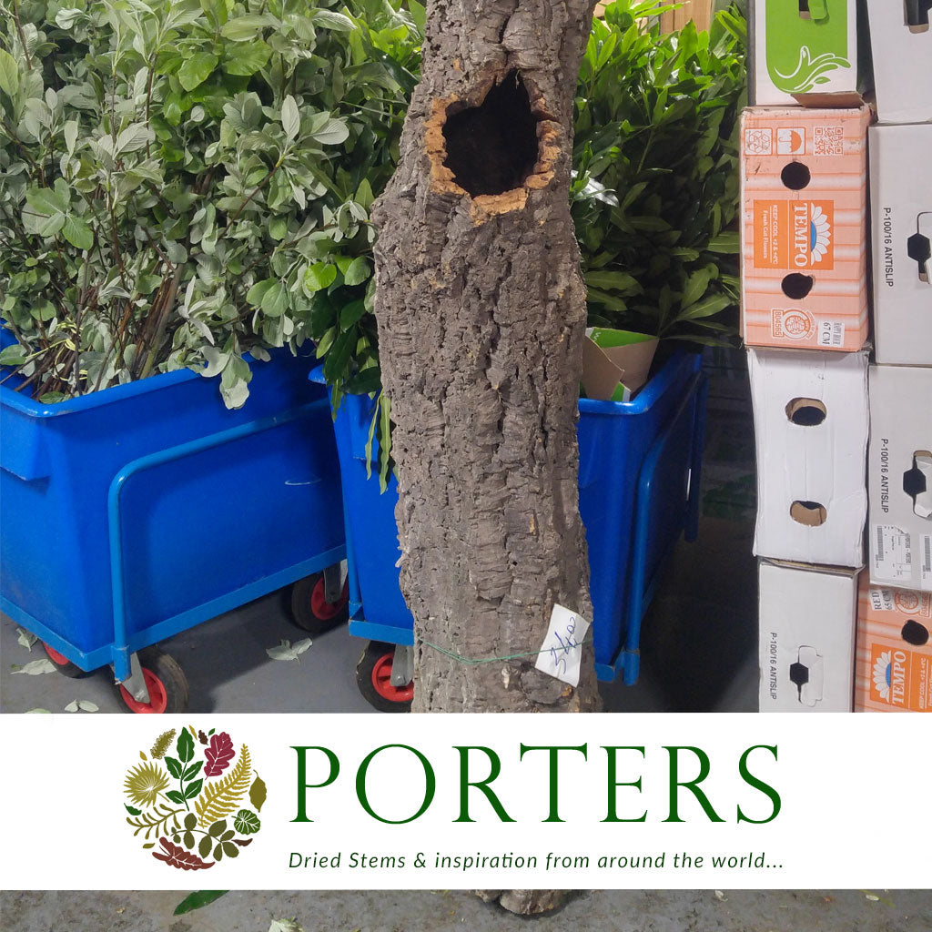 Cork Bark &#39;Pieces&#39; (By weight) &#39;Round/Flat&#39; (DRY) (Various Sizes)