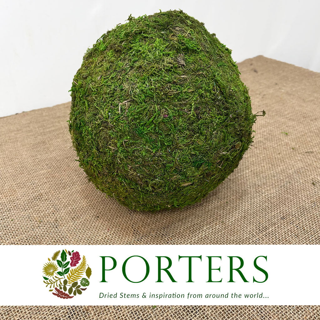 Moss &#39;Balls&#39; (Asia Moss) 20cm