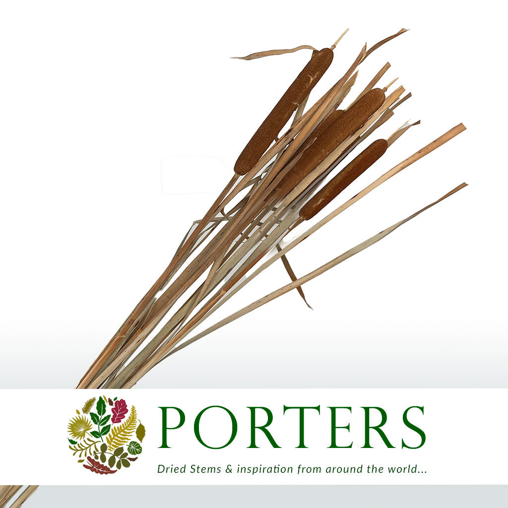 Grass 'Typha' (Bull Rush) (DRY) (Natural) 70cm - Porters Foliage Ltd