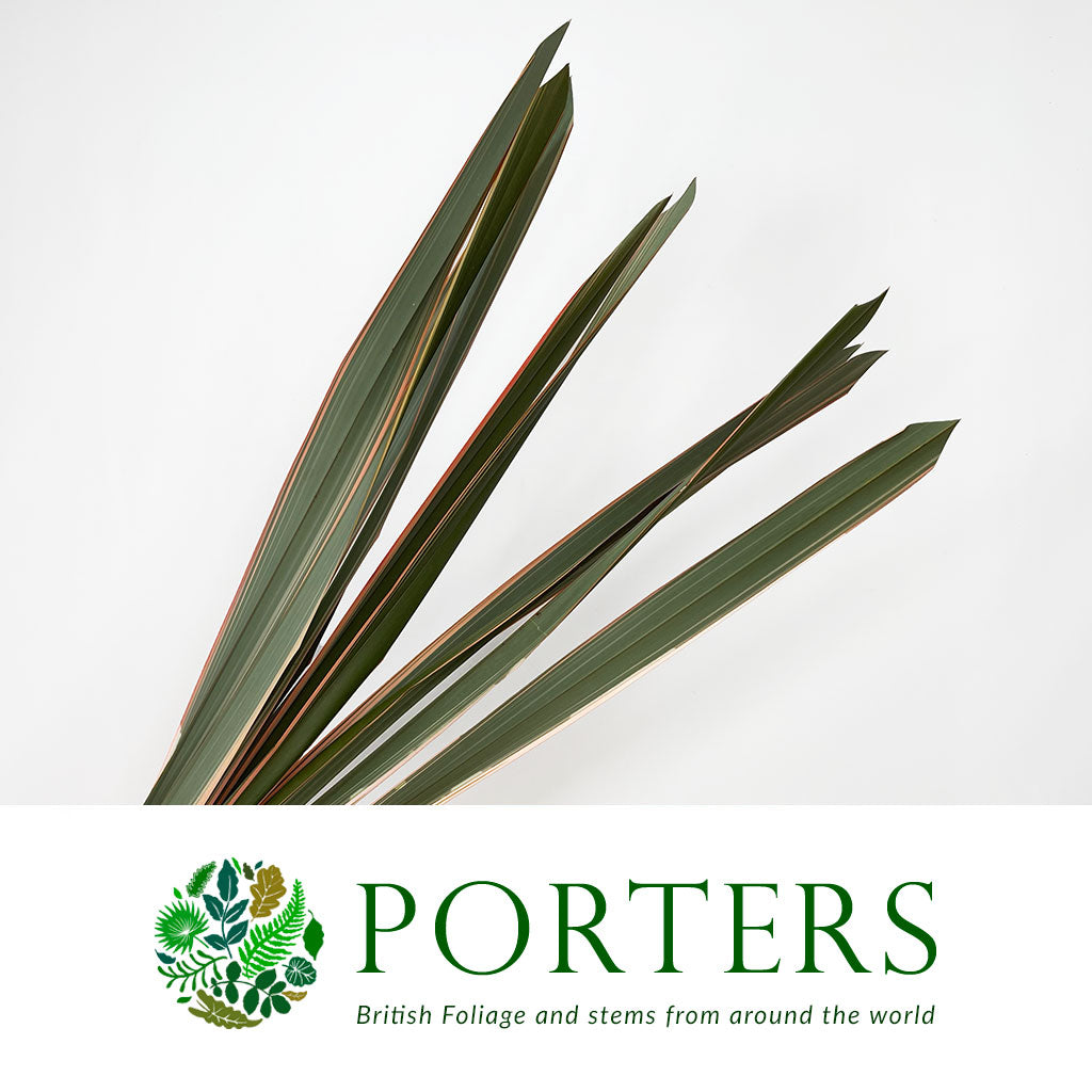 Phormium &#39;Leaves&#39; (Red Aspirated) 1m (x10)