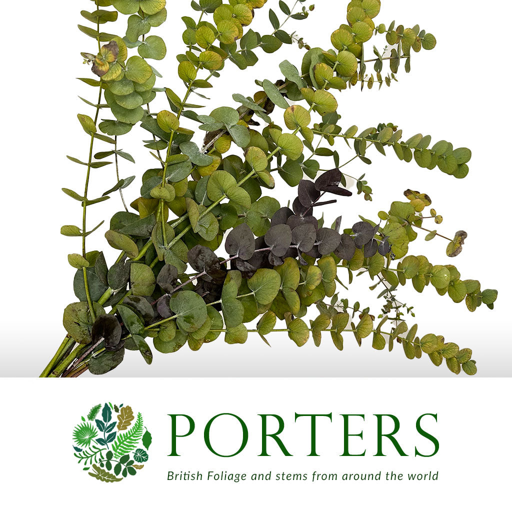 Eucalyptus &#39;Cinerea&#39; &#39;Autumnal&#39; 70cm (200g)