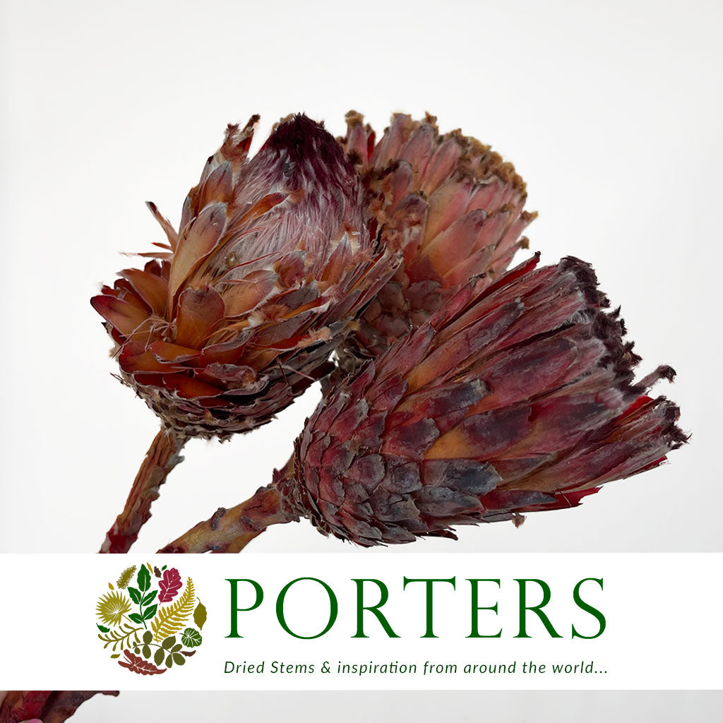 Protea &#39;Barbigera&#39; (Flower) (DRY) (Natural Red) (x3)