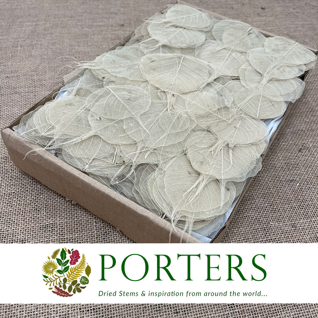 Skeleton Leaves (Natural) (DRY) (x500)