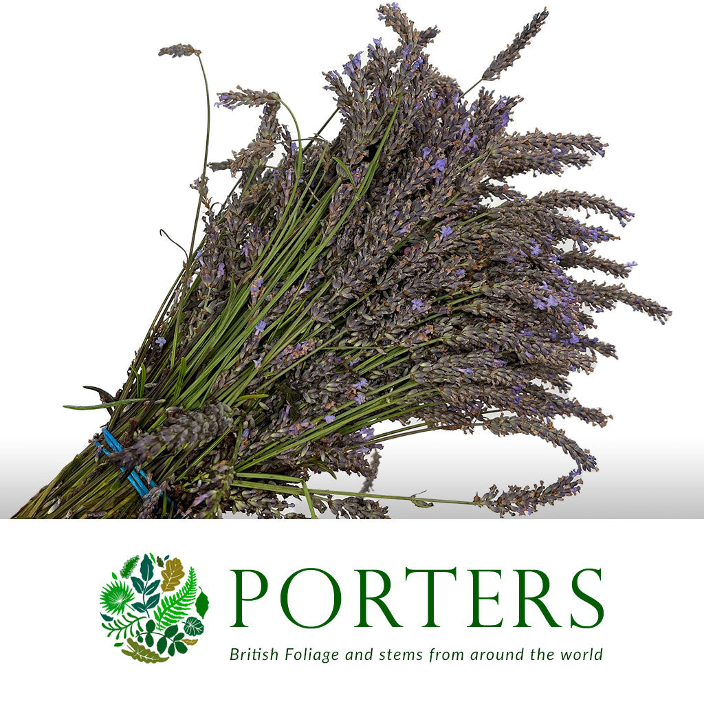 Lavender &#39;Flower&#39; (Wild) (Loose Bundle)
