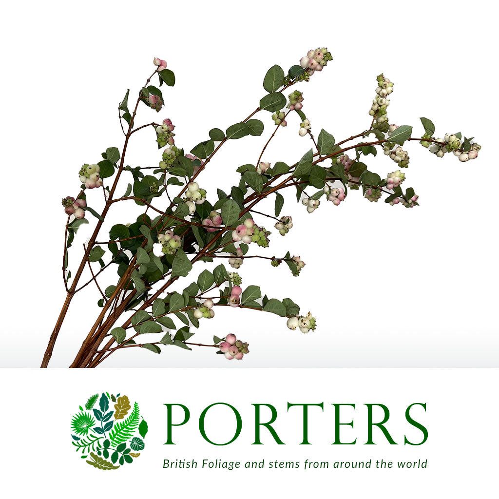 Snowberry &#39;Pink&#39; (250g)