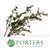 Snowberry 'Pink' (250g)