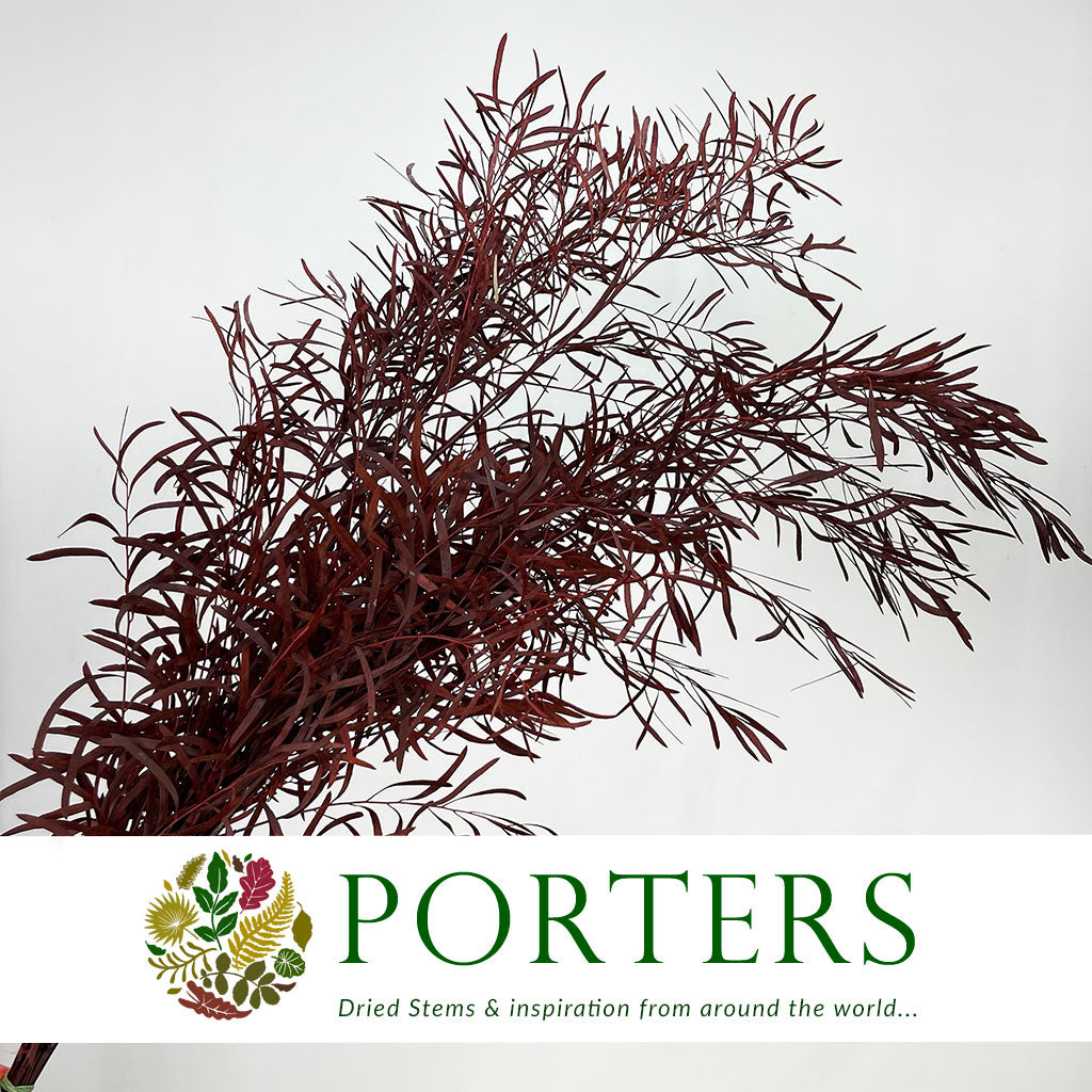 Eucalyptus &#39;Nicholii (Preserved) (Red) (DRY) 60cm