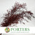 Eucalyptus 'Nicholii (Preserved) (Red) (DRY) 60cm