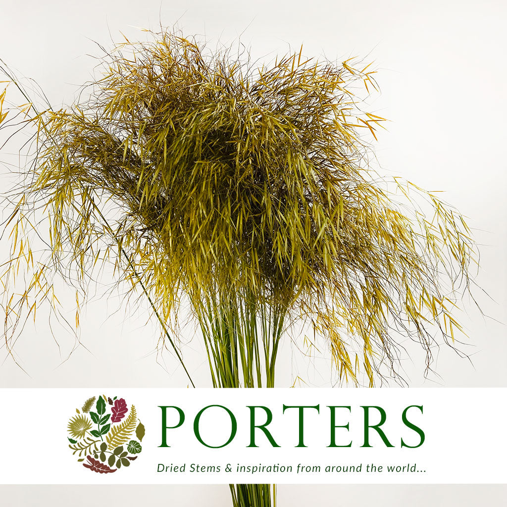 Grass &#39;Stipa Gigantea&#39; 120cm (x10)