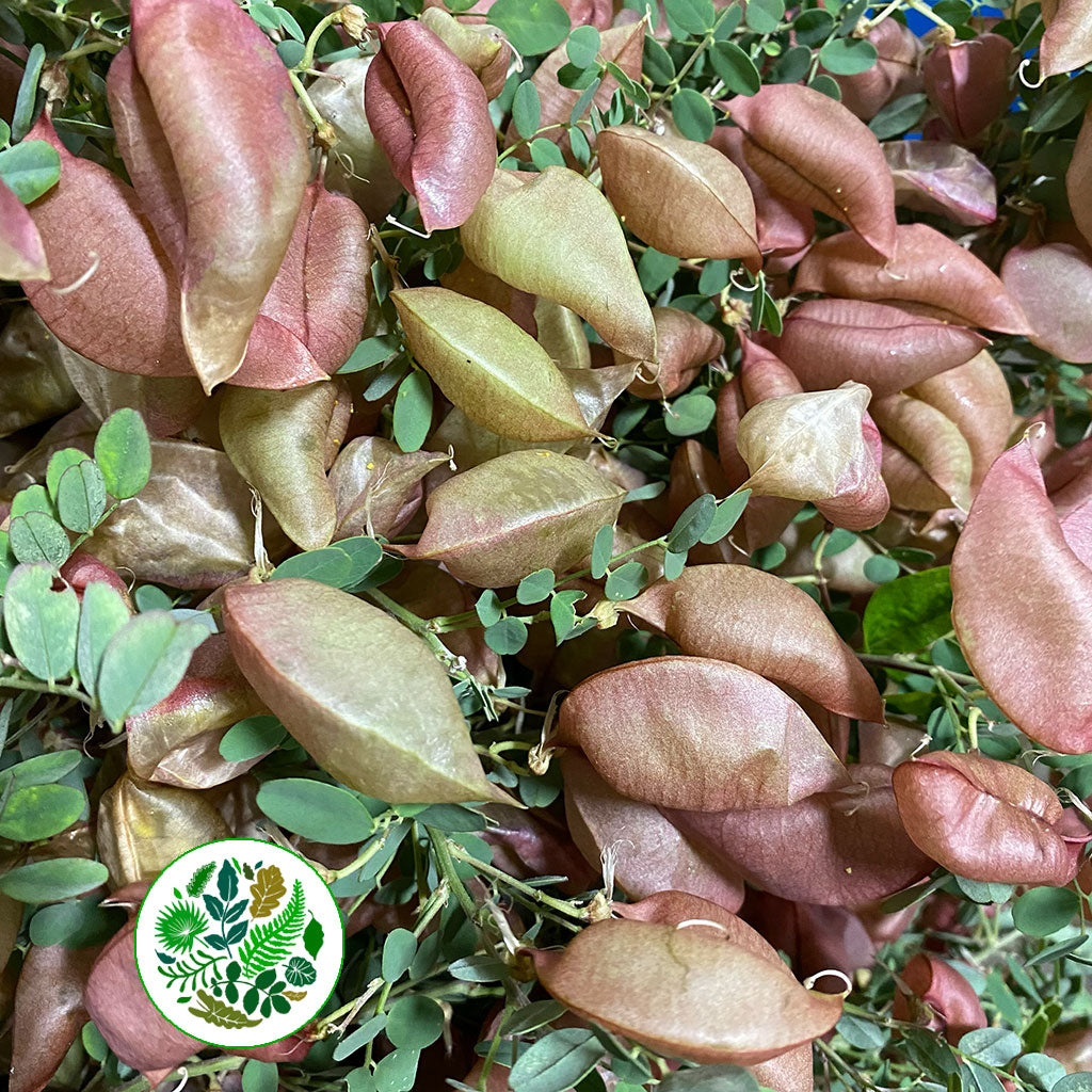 Colutea (Wild) (Large Bunch)