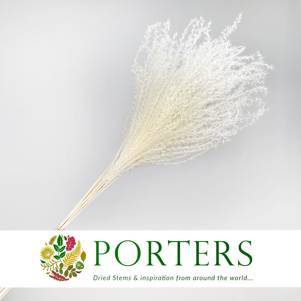 Grass &#39;Miscanthus&#39; (Bleached) &#39;DRY&#39; (Various Sizes)