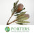 Protea 'Banksia' (Burdettii) 40cm (per stem)