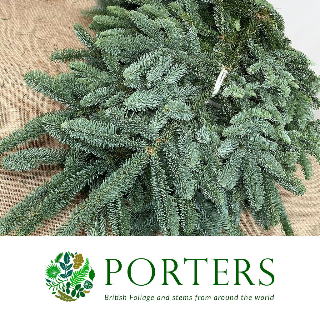Pine &#39;Nobilis&#39; (Longer) 5Kg