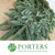 Pine 'Nobilis' (Longer) 5Kg