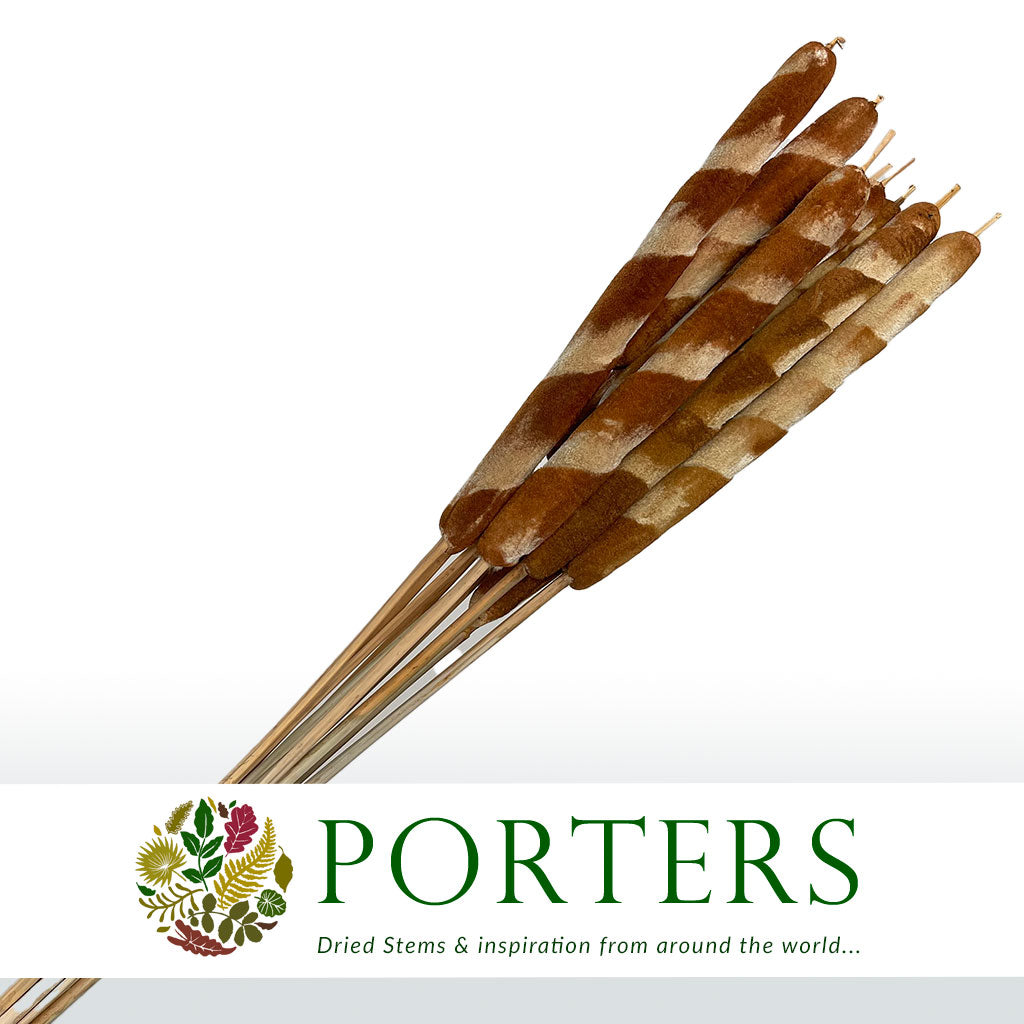 Grass &#39;Typha&#39; (Tiger Bull Rush) (DRY) 80cm (x10)