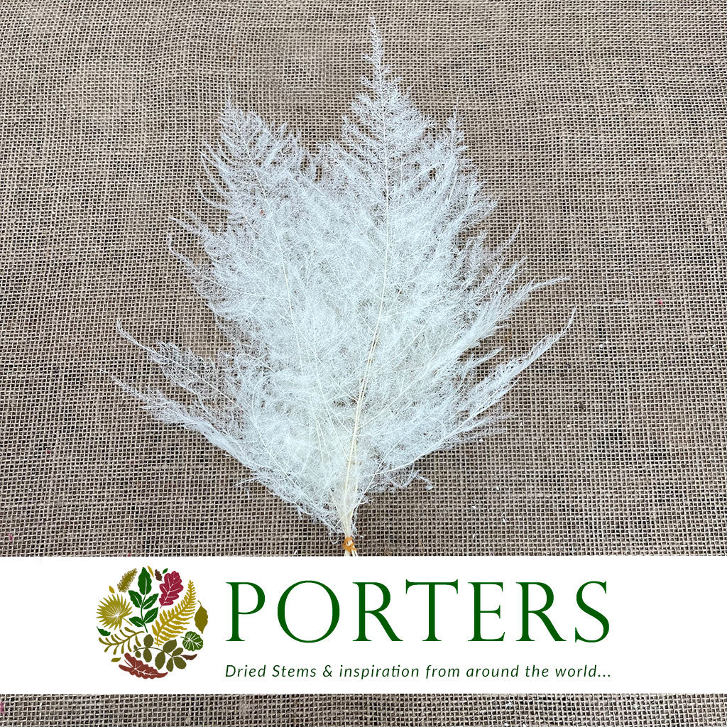 Asparagus (Bleached) (White) (DRY) 30cm (x5)