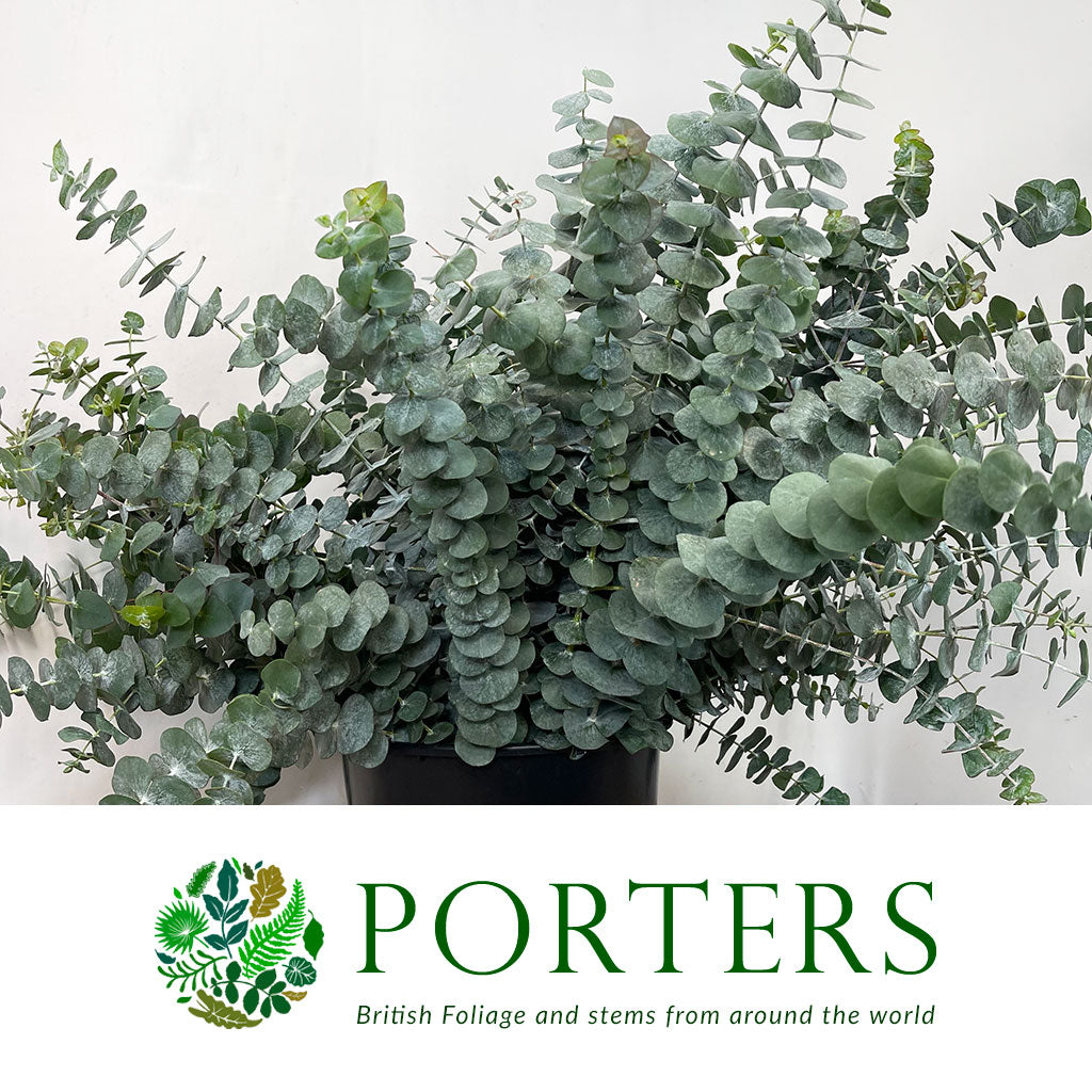 Eucalyptus &#39;Perrinianna&#39; 70cm 300g