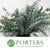 Eucalyptus 'Perrinianna' 70cm 300g
