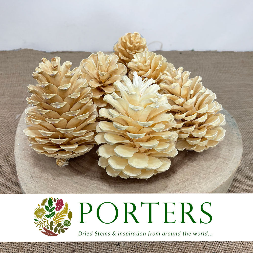Cones &#39;Maritima&#39; (Bleached) 10-14cm DRY (x6)