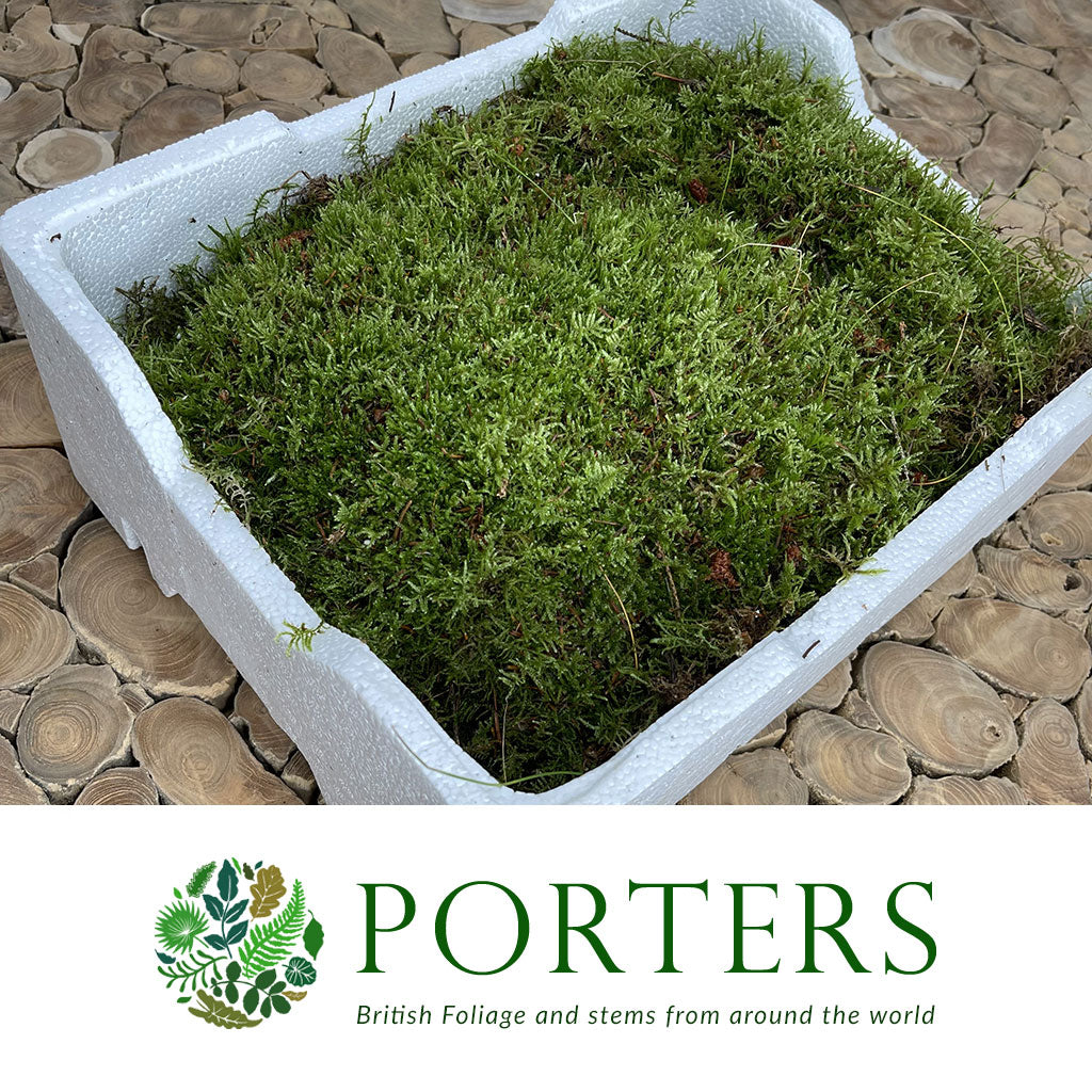 Moss &#39;Flat Moss&#39; (Polystyrene Tray)